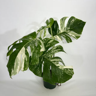 Monstera deliciosa var. borsigiana albo-variegata [#1353]