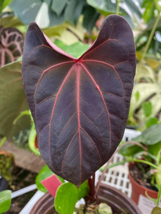 Anthurium 'Zara' x 'Amelia's Delight' [#1256]