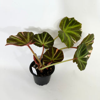 Begonia soli-mutata (variegated) [#1171]