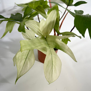 Philodendron 'Florida Ghost' (Non-TC) [#1959]