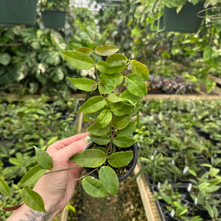 Hoya chloroleuca