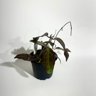 Hoya sp. "Red" [#2000]