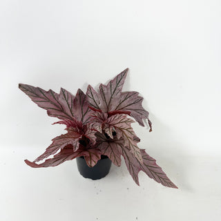 Begonia 'Lamoon' [#2487]