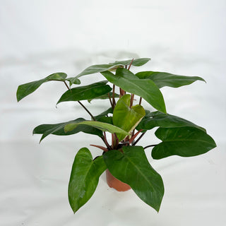 Z-4517 - Philodendron erubescens 'Red Emerald' (Non-TC)