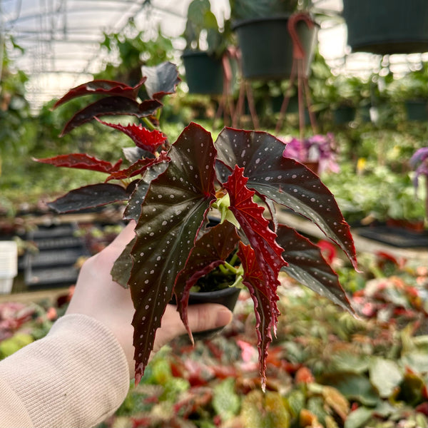 Begonia 'Harmony's Bat Shit Crazy' – Steve's Leaves