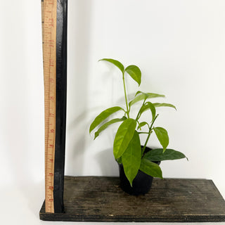 Hoya solokensis [#2196]