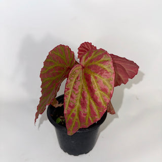 Z-4753 - Begonia "Crazy Pink" **NEW Release**