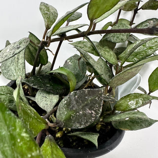 Hoya lacunosa Black Aurora [#2331]