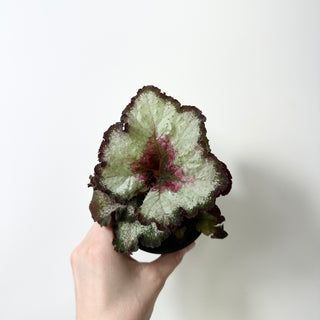 Begonia 'Maestro Miller' [#2014]