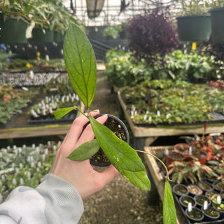 Hoya sp. Rajang Lebong