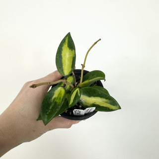 Hoya verticillata 'Suet Jade' [#2285]