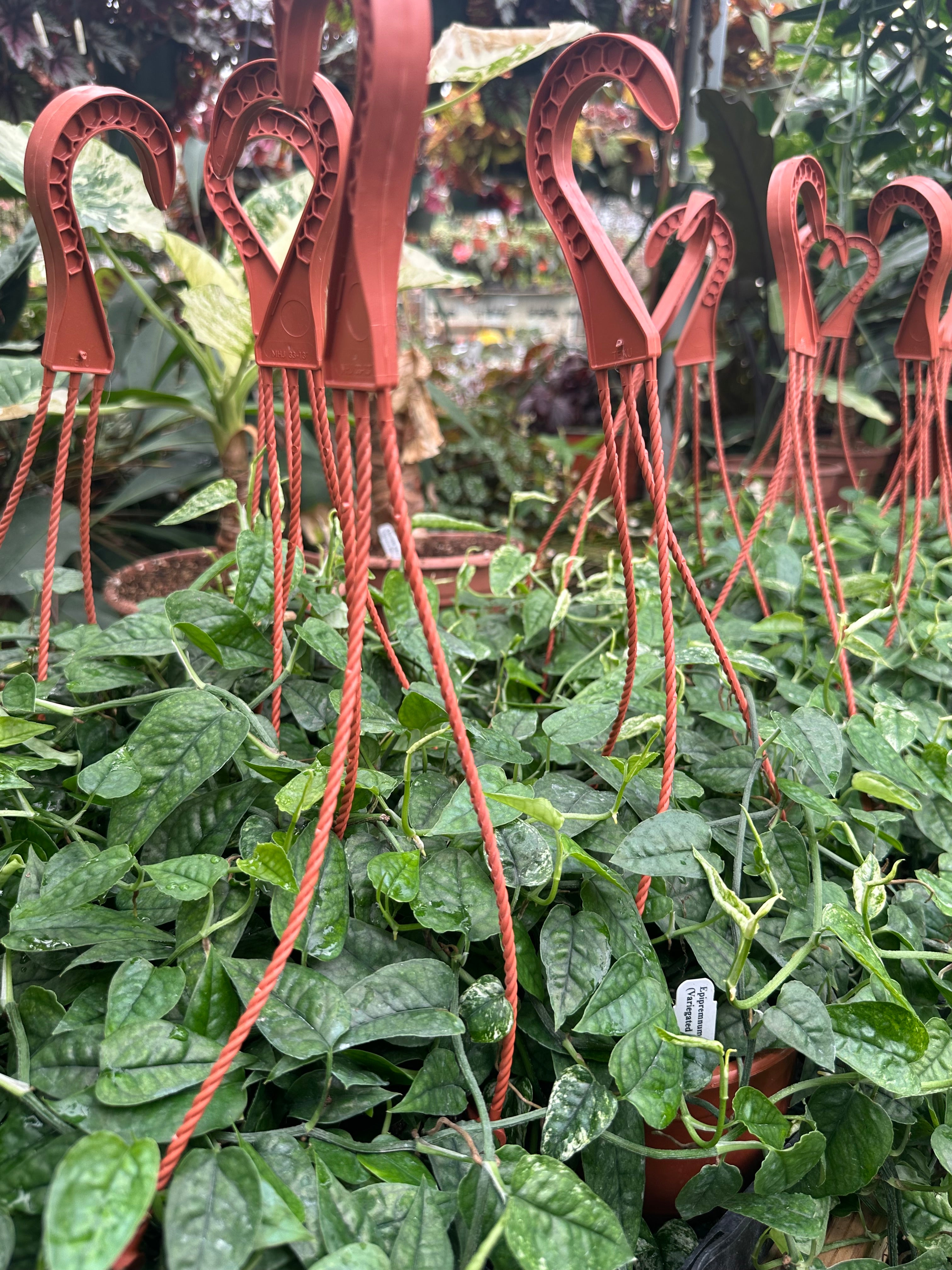 hanging ghost plant Epipremnum pinnatum "White Ghost" (Variegated Cebu Blue