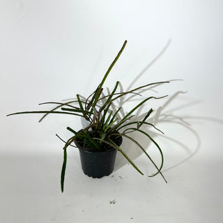 Hoya insularis [#2144]