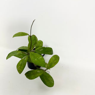 Hoya elmeri (splash) [#2115]