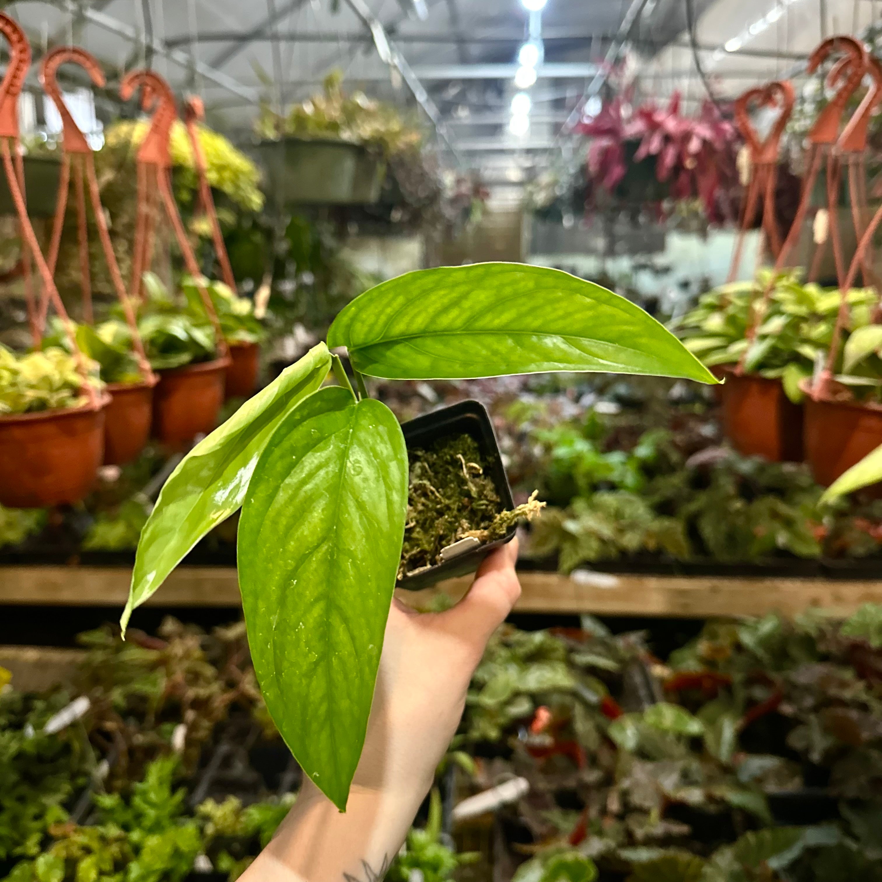 monstera barrieri Monstera barrieri