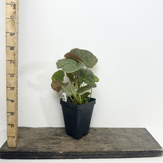 Begonia U538 [#2128]
