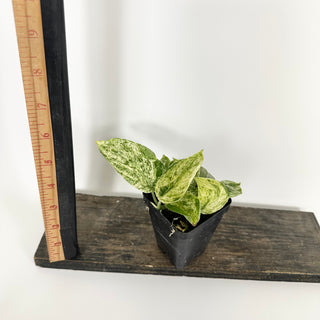 Z-5214 - Scindapsus pictus ‘Mangurai’ variegated