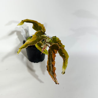 Z-4901 - Begonia 'Dainty Spray' (Sport)