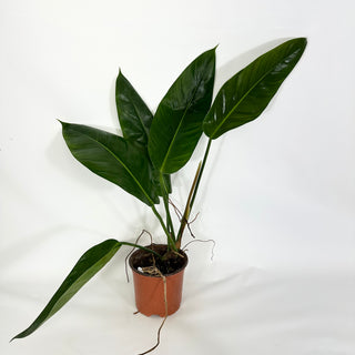 Z-4324 - Philodendron patriciae x ruizii **2nd Release**