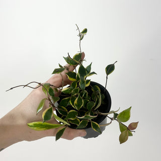 Hoya bakoensis (outer-variegated) [#2263]