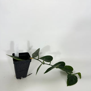 Z-4613 - Scindapsus pictus 'Black Mamba'
