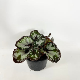 Begonia 'Dolce Vita' [#1941]
