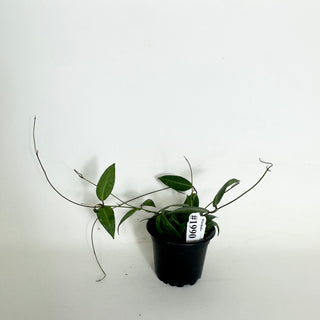 Dischidia lancifolia [#1990]