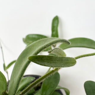 Hoya yuennanensis [#2037]