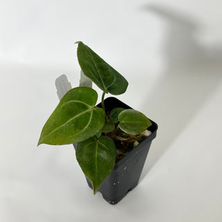 Anthurium carlablackiae x 'Arnold Schwarzenegger' - 2 Seedlings [#1716]