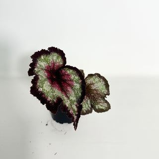 Begonia 'Steve Rosenbaum' [#2154]