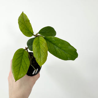 Hoya patcharawalai 029 [#2380]