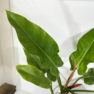Philodendron 'Little Phil' (Non-TC) - XL [#1424]
