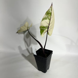 Alocasia plumbae variegata (Black Stem) [#1880]