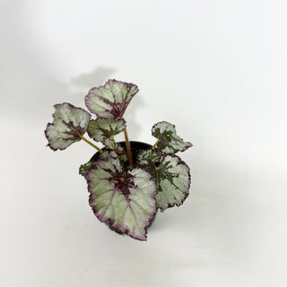 Begonia 'Jessica' [#2148]