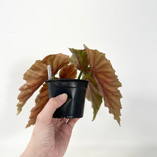 Begonia 'Silver Beauty' [#1943]