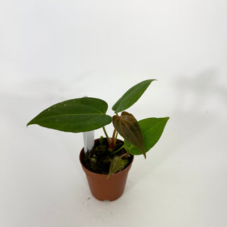 Anthurium 'Not The Mama' x self - 2 Seedlings [#1340]