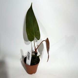 Anthurium 'Ace of Spades'/papillilaminum x self - Seedling [#1895]