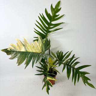 Philodendron 'Florida Beauty' x tortum [#2435]