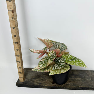 Begonia 'Snow Capped' (Variegated) [#2387]