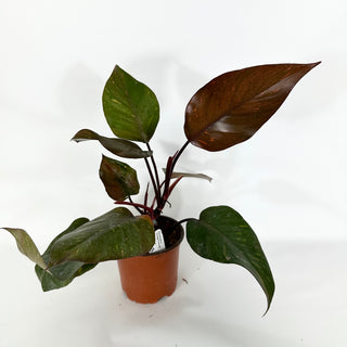 Philodendron 'Orange Princess' (Non-TC)  [#1543]
