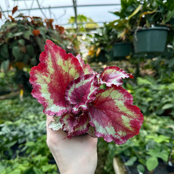Begonia 'Harmony's Pink Ribbons' | Hot Pink & Silver Plant