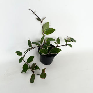 Hoya carnosa 'Purple Pride' [#2035]