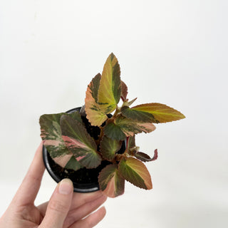 Begonia ‘Withlacoochee’ (Variegated) [#1690]