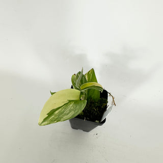 Z-5326 - Scindapsus pictus 'Rubicon'