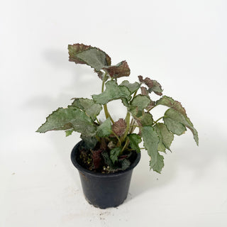 Begonia 'Madhatter' [#2057]