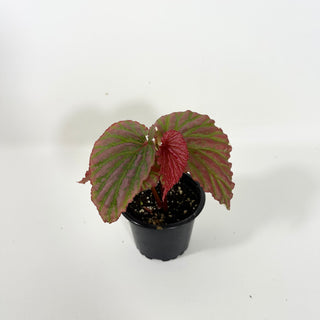 Begonia "Crazy Pink" [#2096]