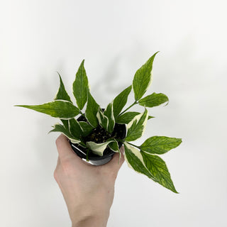 Hoya polyneura (outer variegated) [#2300]
