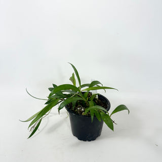 Hoya sp. Pola