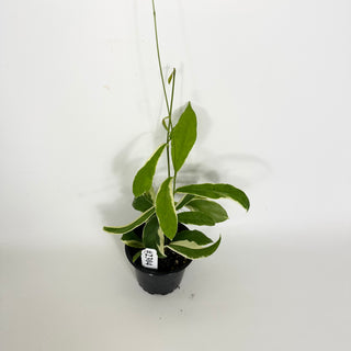 Hoya pimenteliana (outer variegated) [#2304]