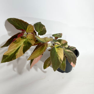 Begonia ‘Withlacoochee’ (Variegated) [#1889]